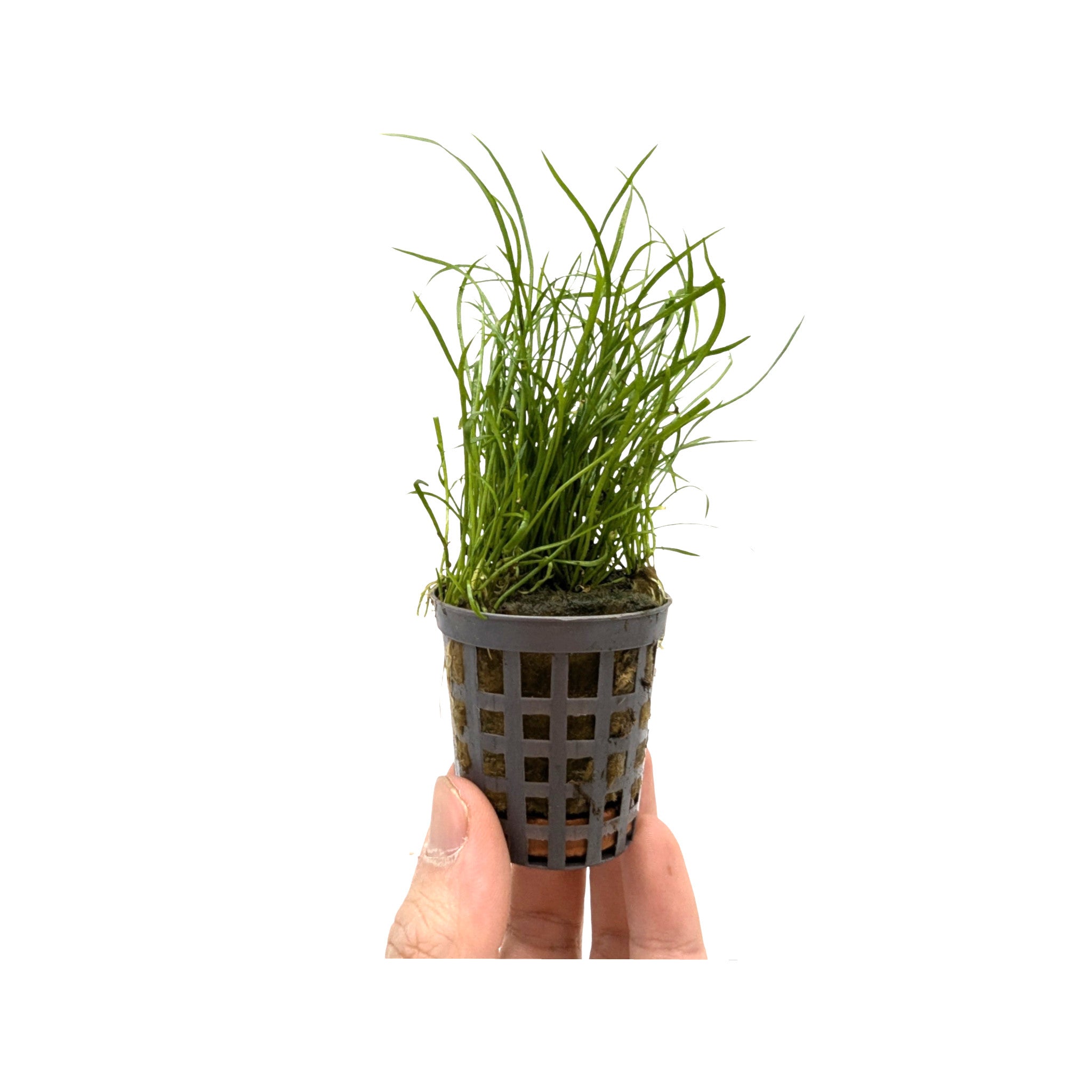 Lilaeopsis mauritiana