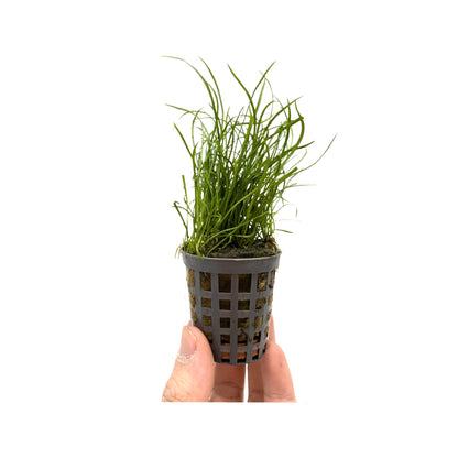 Lilaeopsis mauritiana
