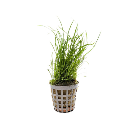 Lilaeopsis mauritiana