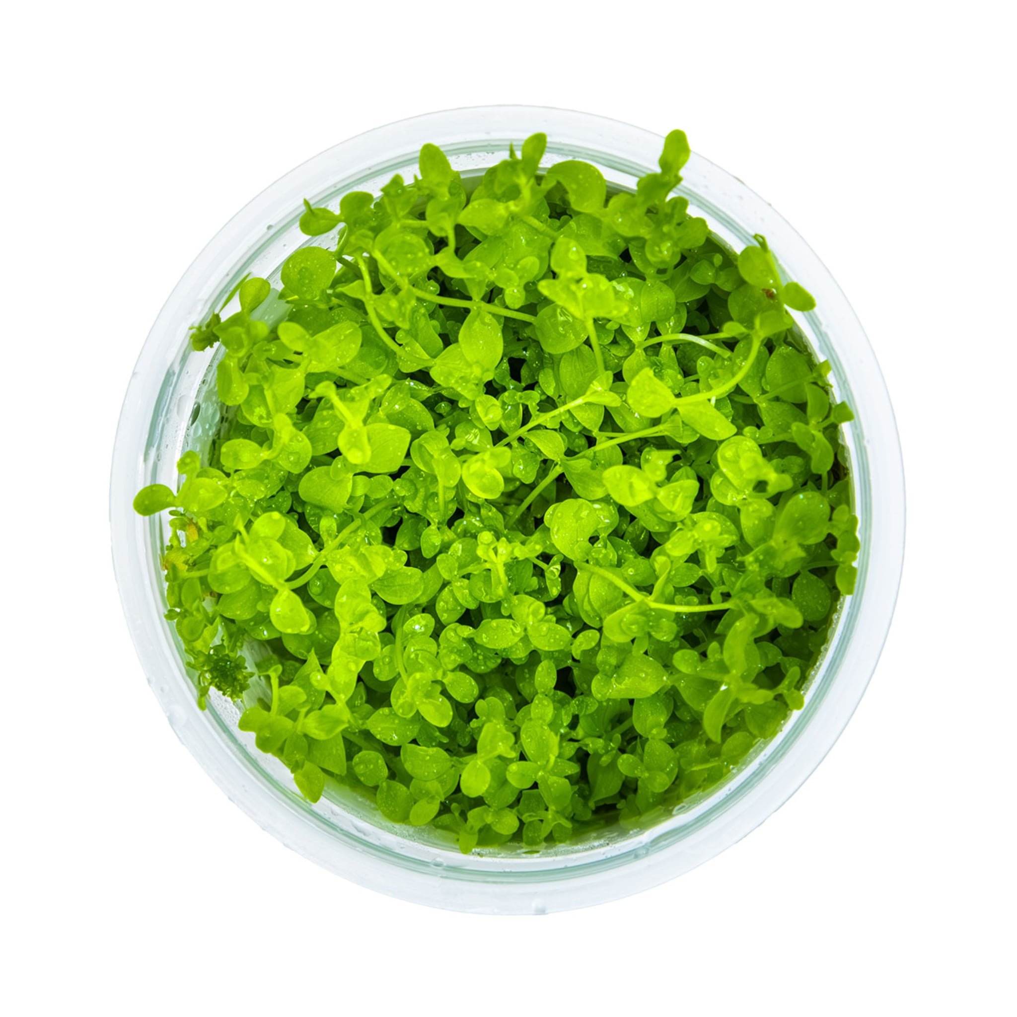 Tropica Micranthemum Monte-Carlo 1-2-GROW!