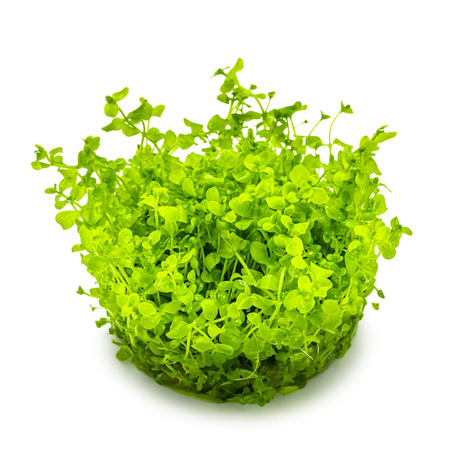 Tropica Micranthemum Monte-Carlo 1-2-GROW!