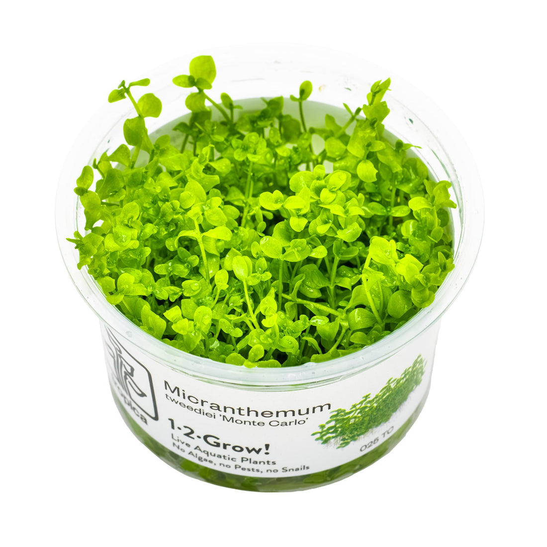 Tropica Micranthemum Monte-Carlo 1-2-GROW!