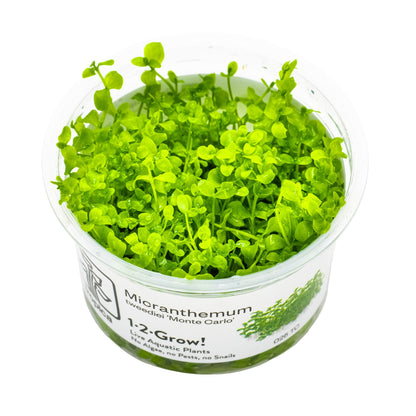 Tropica Micranthemum Monte-Carlo 1-2-GROW!