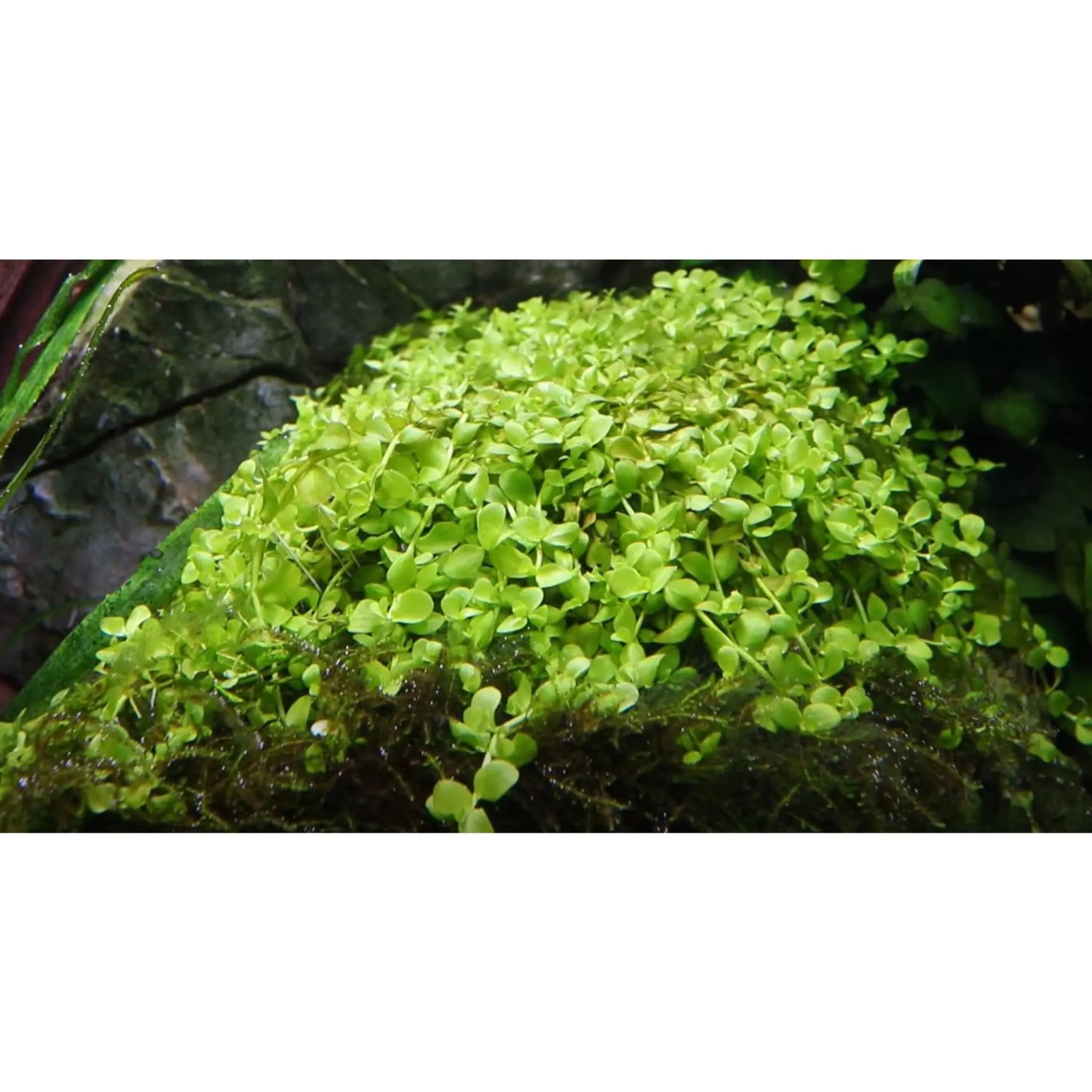 Micranthemum Monte Carlo - Aqua Essentials