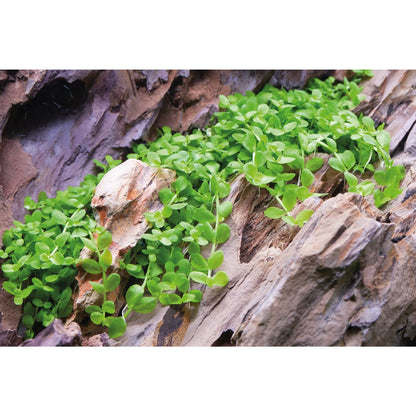 Micranthemum Monte Carlo - Aqua Essentials
