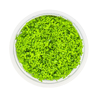 Tropica Micranthemum callitrichoides Cuba 1-2-GROW!