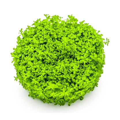 Tropica Micranthemum callitrichoides Cuba 1-2-GROW!