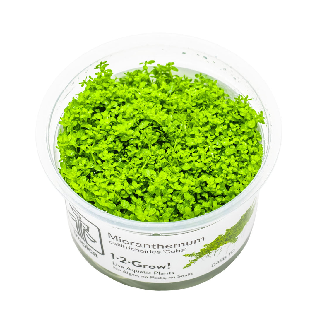 Tropica Micranthemum callitrichoides Cuba 1-2-GROW!