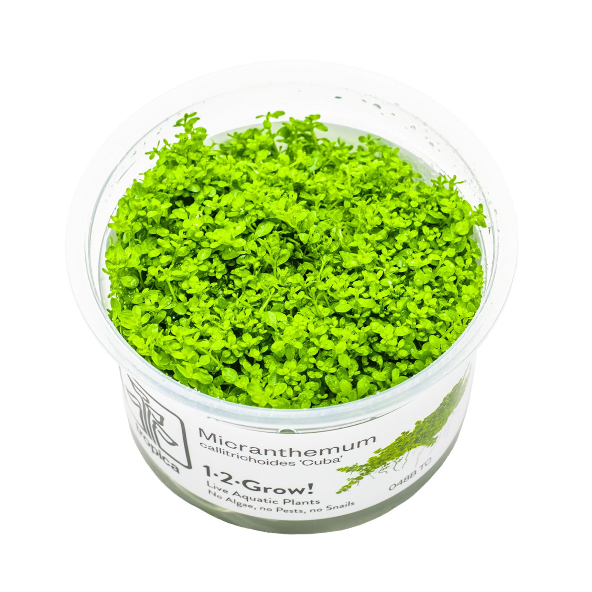 Tropica Micranthemum callitrichoides Cuba 1-2-GROW!