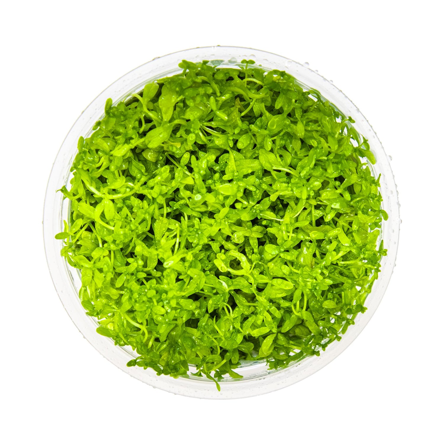 Tropica Micranthemum glomeratum 1-2-GROW!