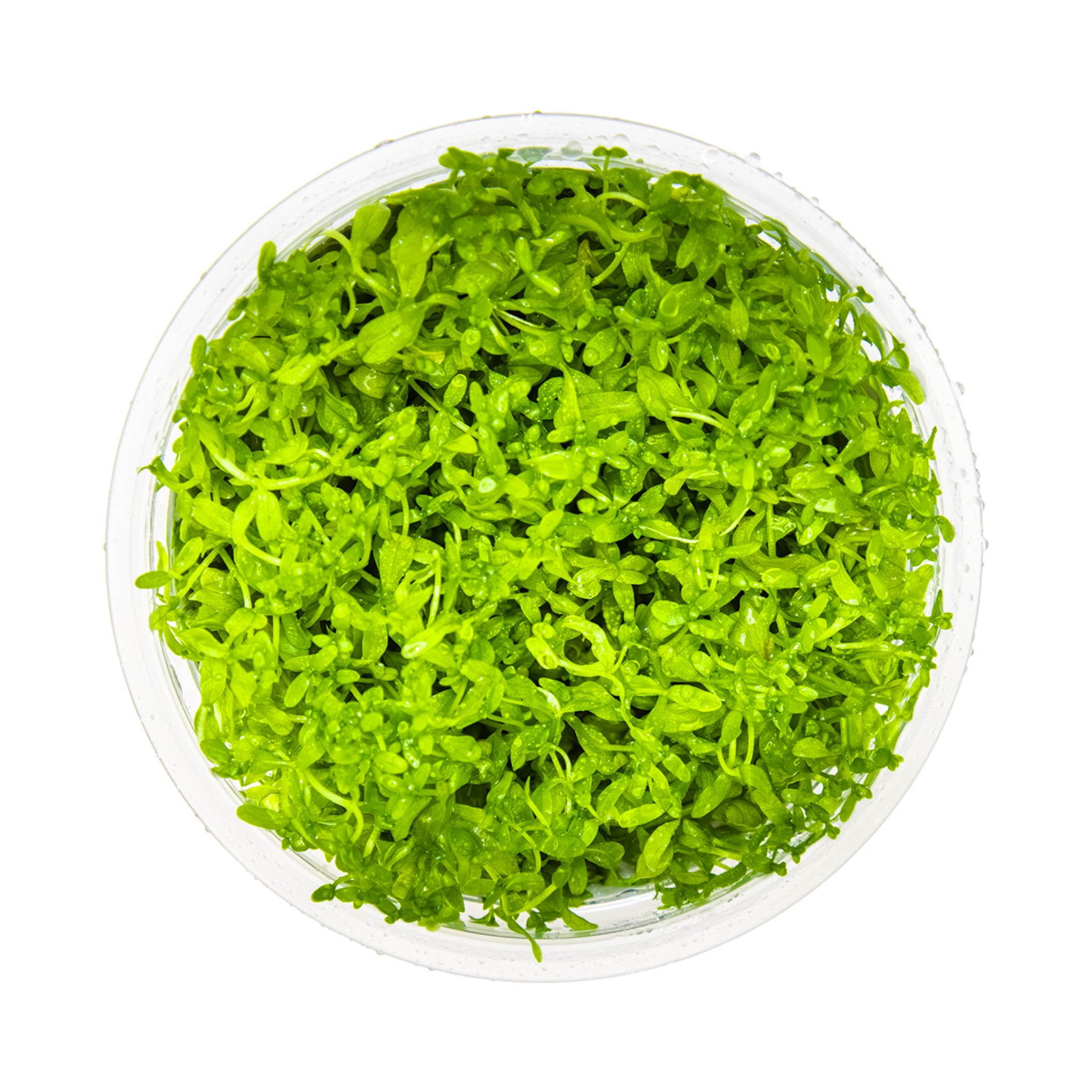 Tropica Micranthemum glomeratum 1-2-GROW!