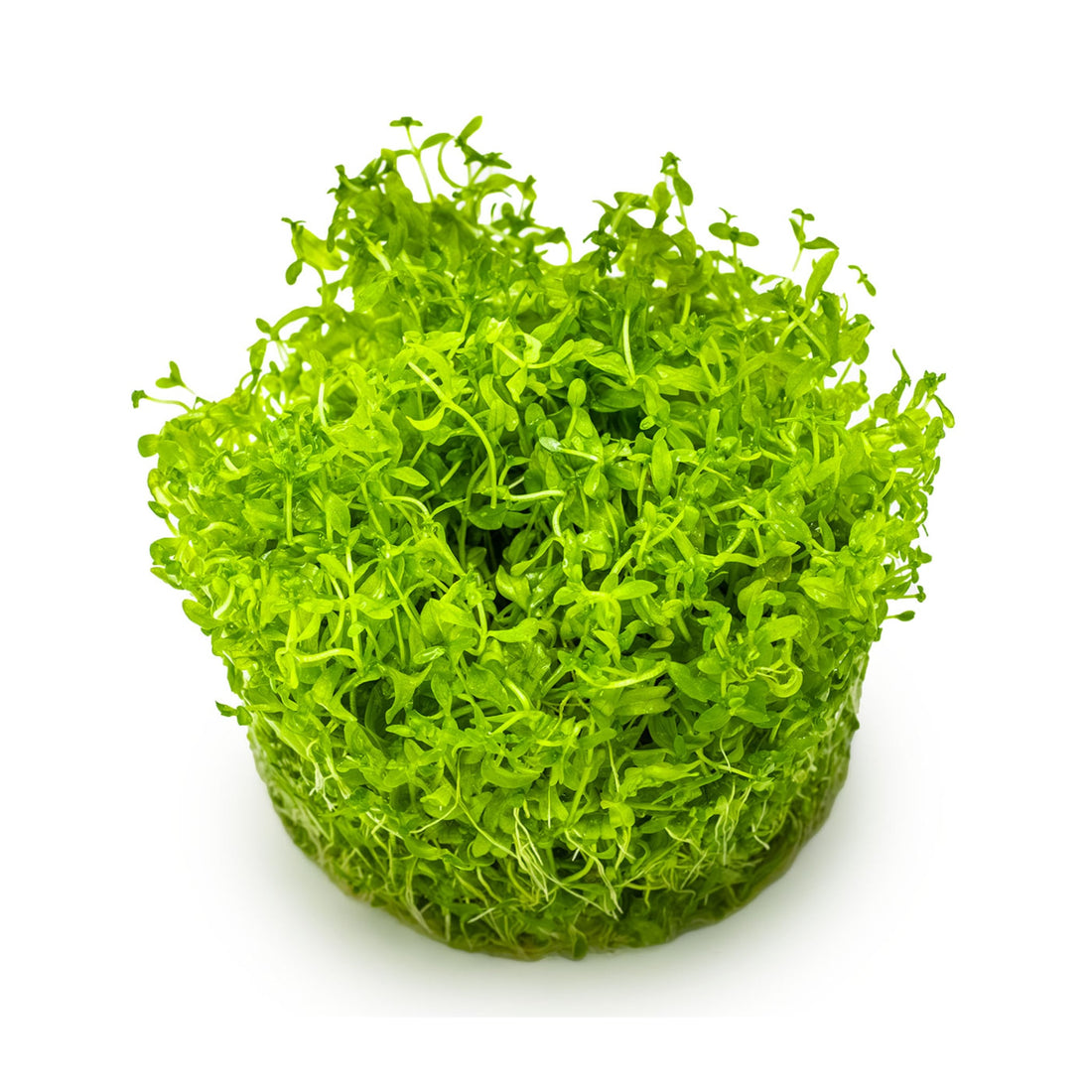 Tropica Micranthemum glomeratum 1-2-GROW!