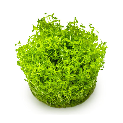 Tropica Micranthemum glomeratum 1-2-GROW!