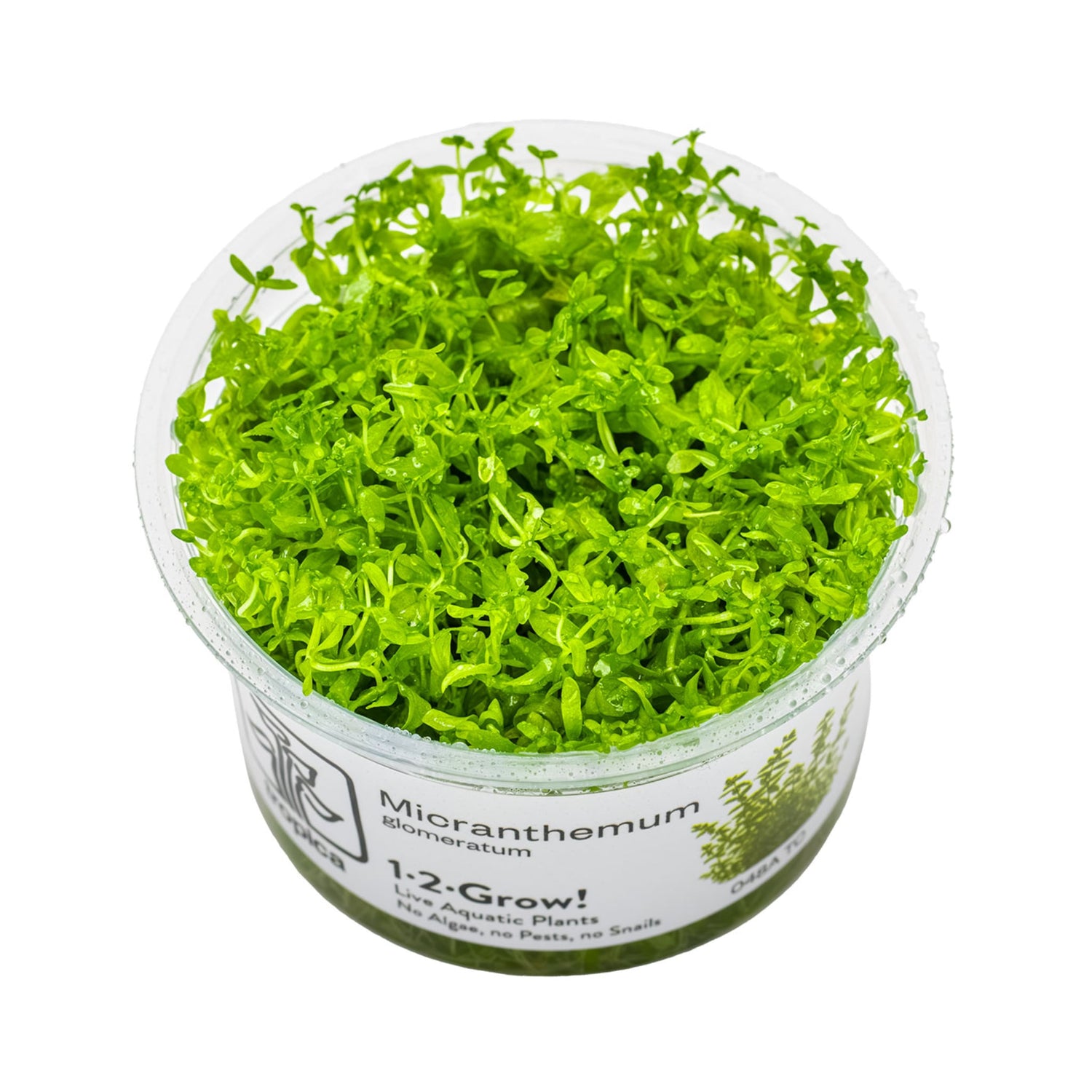 Tropica Micranthemum glomeratum 1-2-GROW!