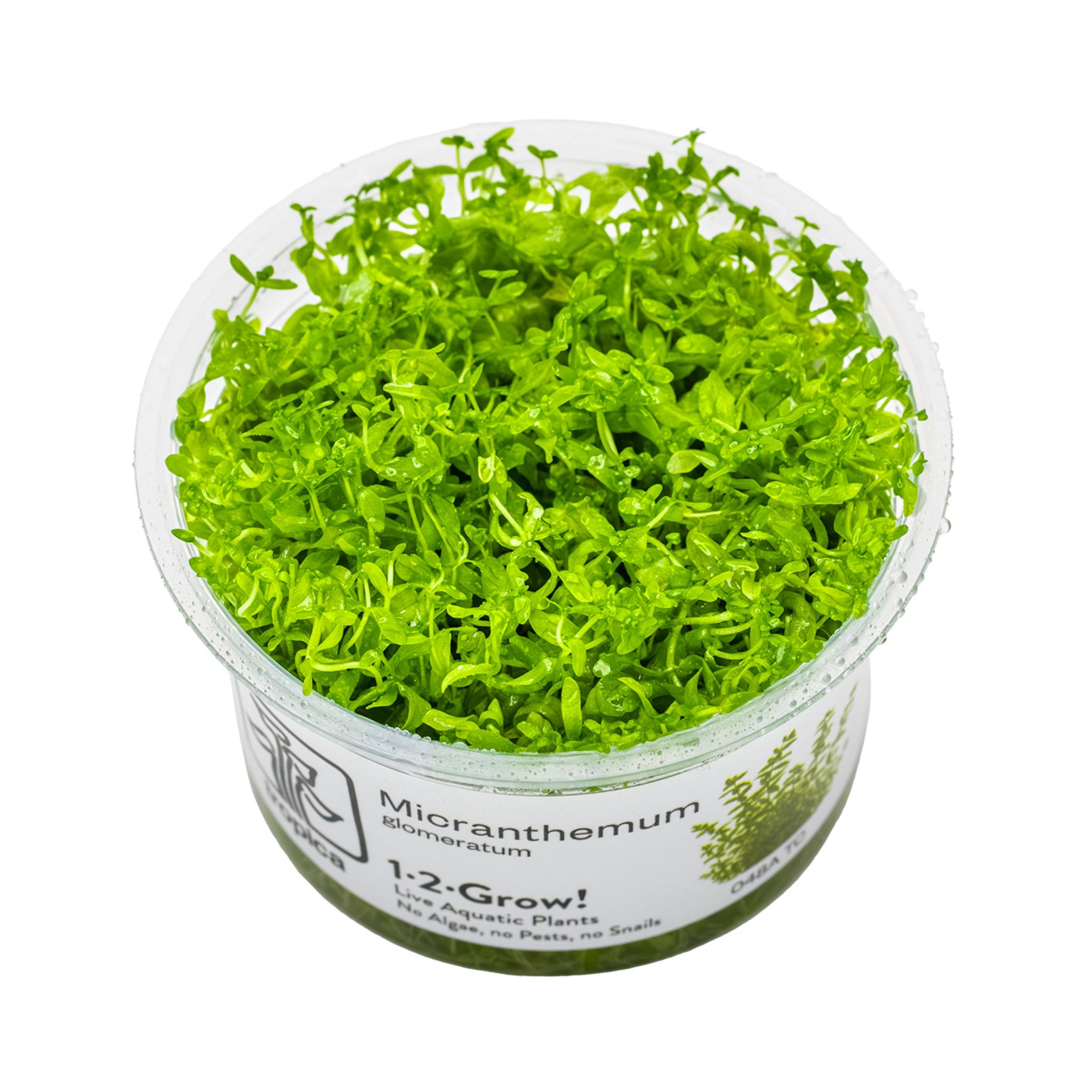 Tropica Micranthemum glomeratum 1-2-GROW!