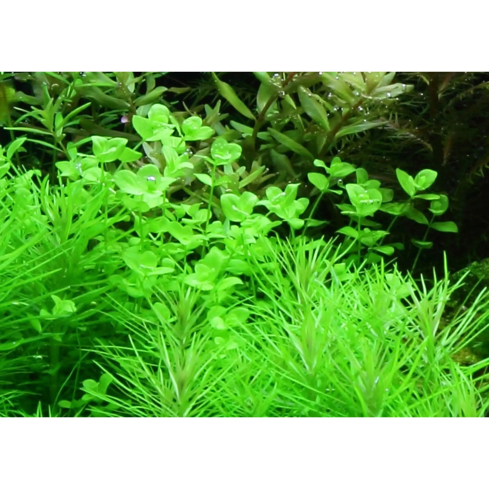 Micranthemum umbrosum - Aqua Essentials