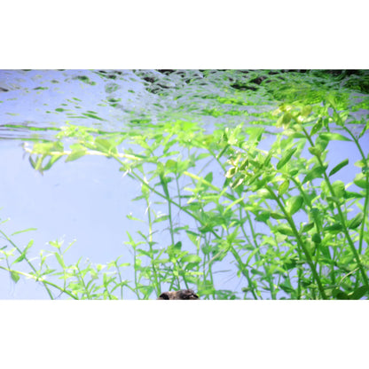 Micranthemum umbrosum - Aqua Essentials