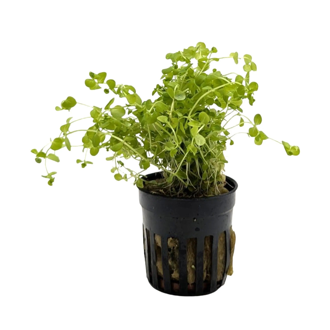 Micranthemum umbrosum Aquafleur