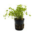 Micranthemum umbrosum Aquafleur