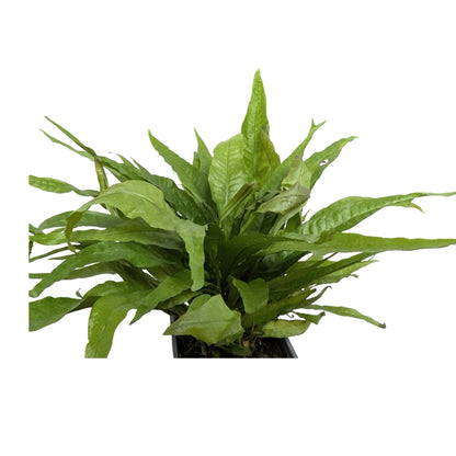Microsorium pteropus Green XL | Easy Aquarium Plant Aquafleur