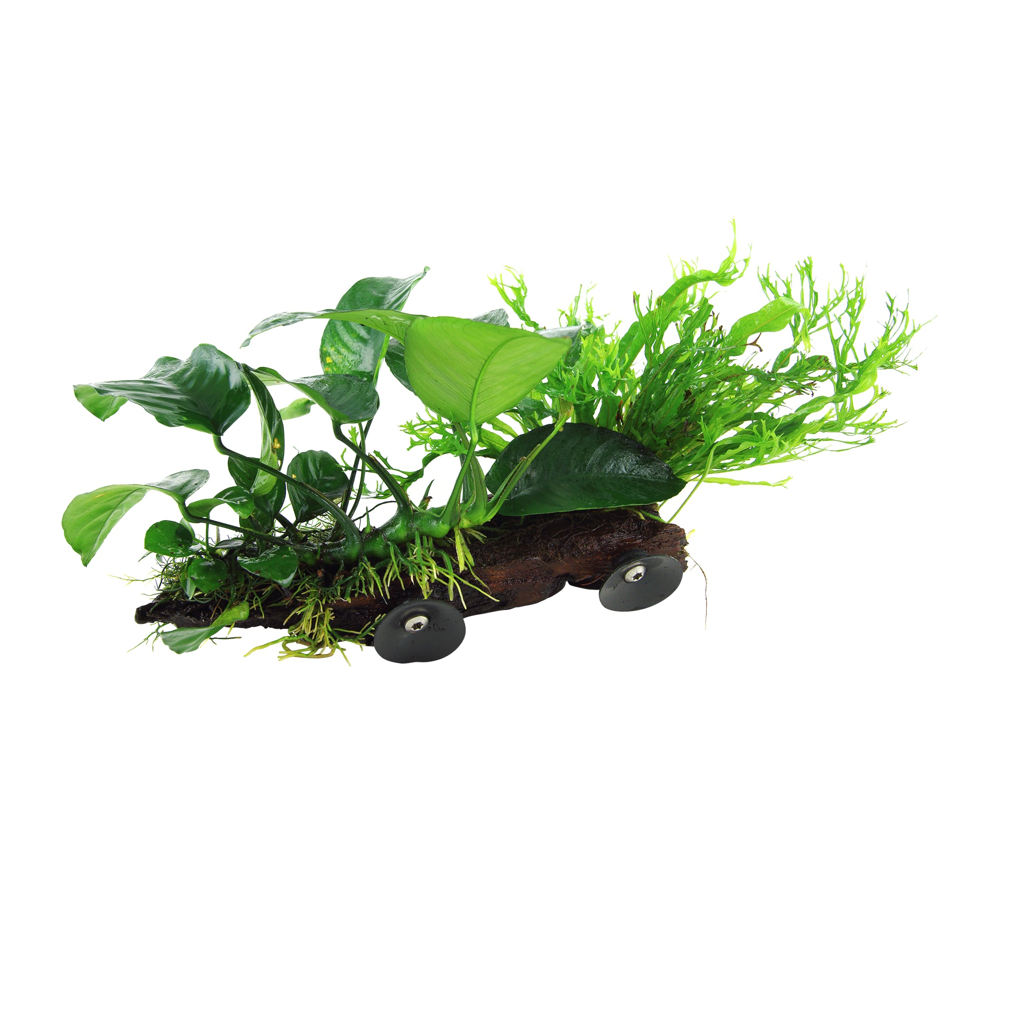 Microsorum on Driftwood XL - Floating