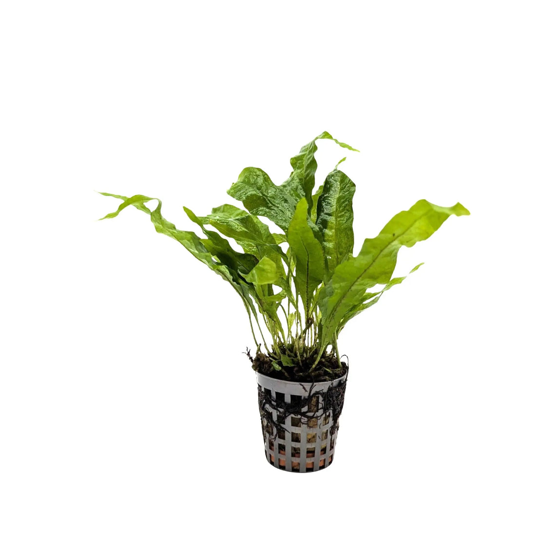 Microsorum pteropus Green Aquafleur