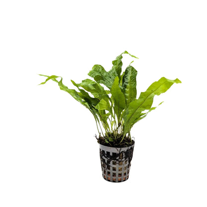 Microsorum pteropus Green Aquafleur