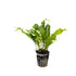 Microsorum pteropus Green Aquafleur