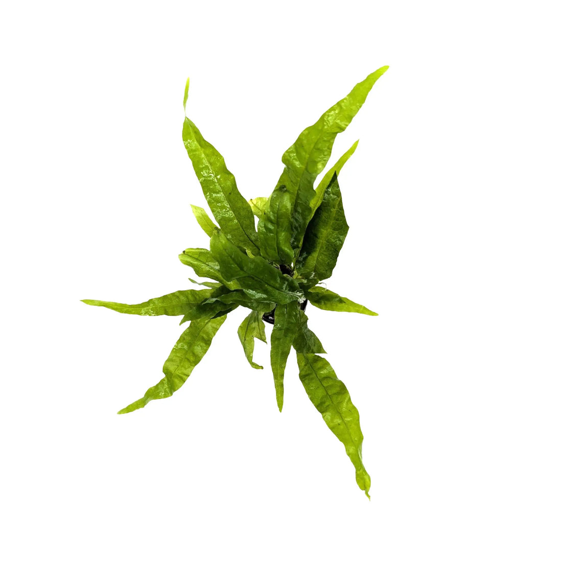 Microsorum pteropus Green Aquafleur