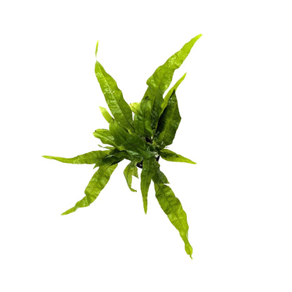 Microsorum pteropus Green Aquafleur