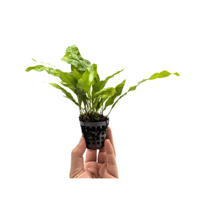 Microsorum pteropus Green Aquafleur