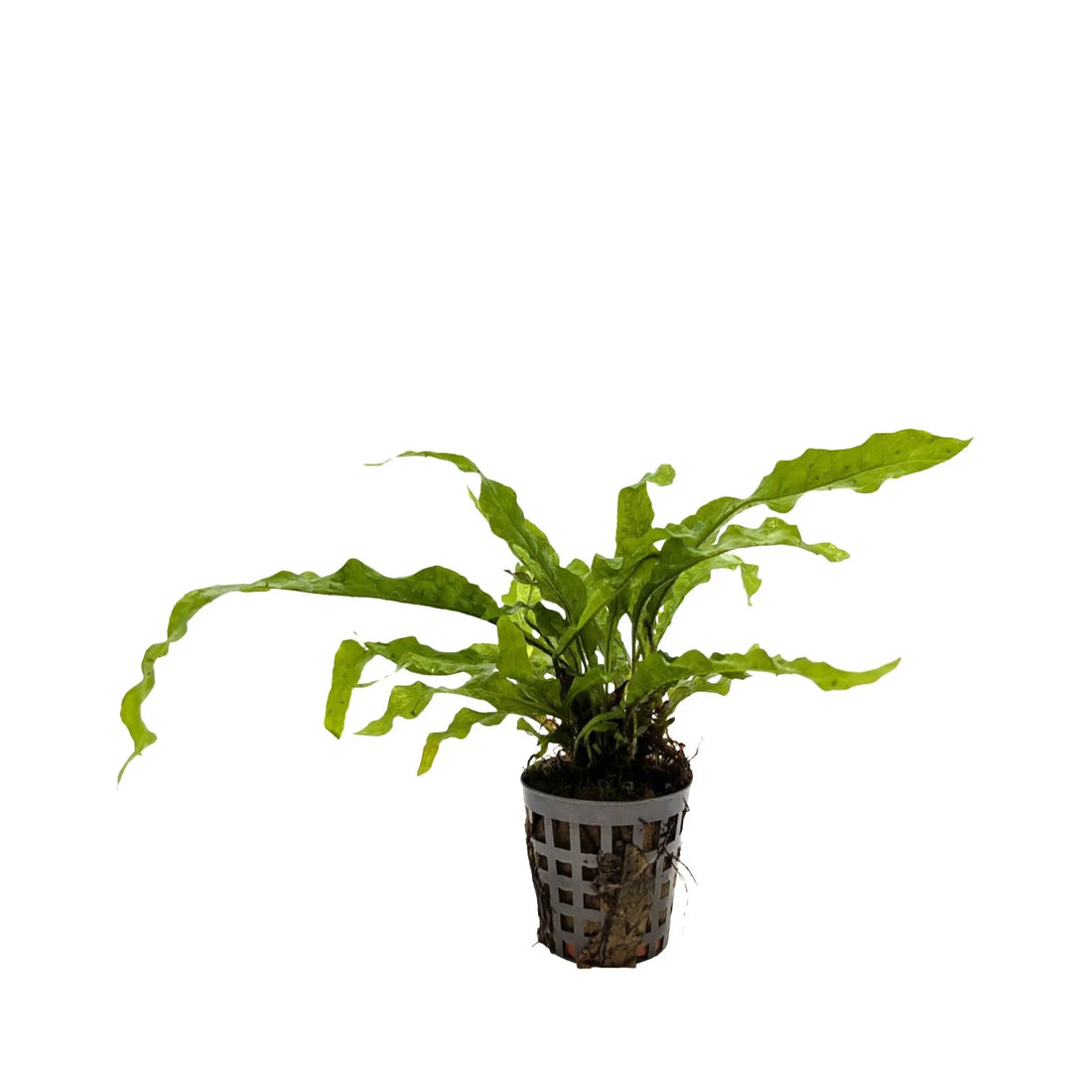 Microsorum pteropus Latifolia Aquafleur