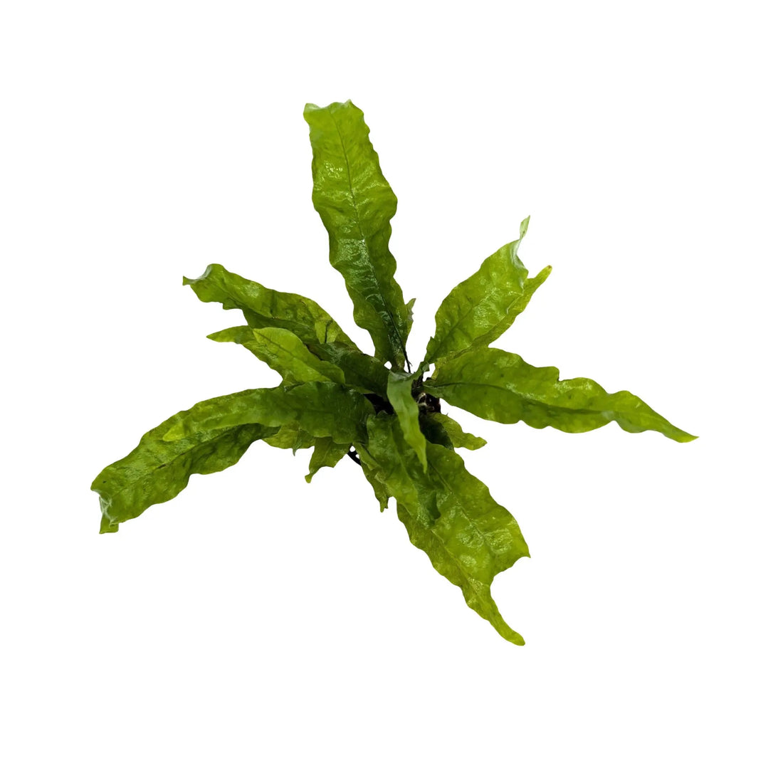 Microsorum pteropus Latifolia Aquafleur