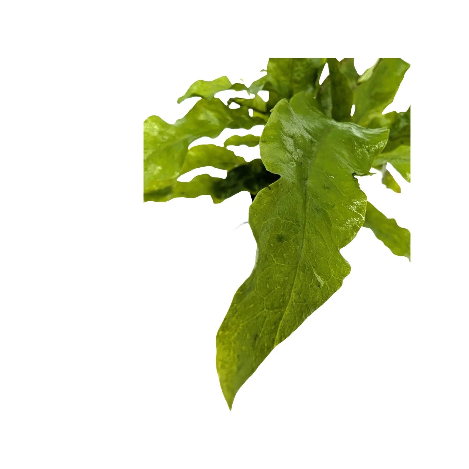 Microsorum pteropus Latifolia Aquafleur