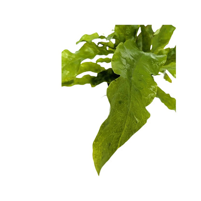 Microsorum pteropus Latifolia Aquafleur