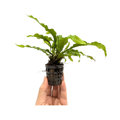 Microsorum pteropus Latifolia Aquafleur