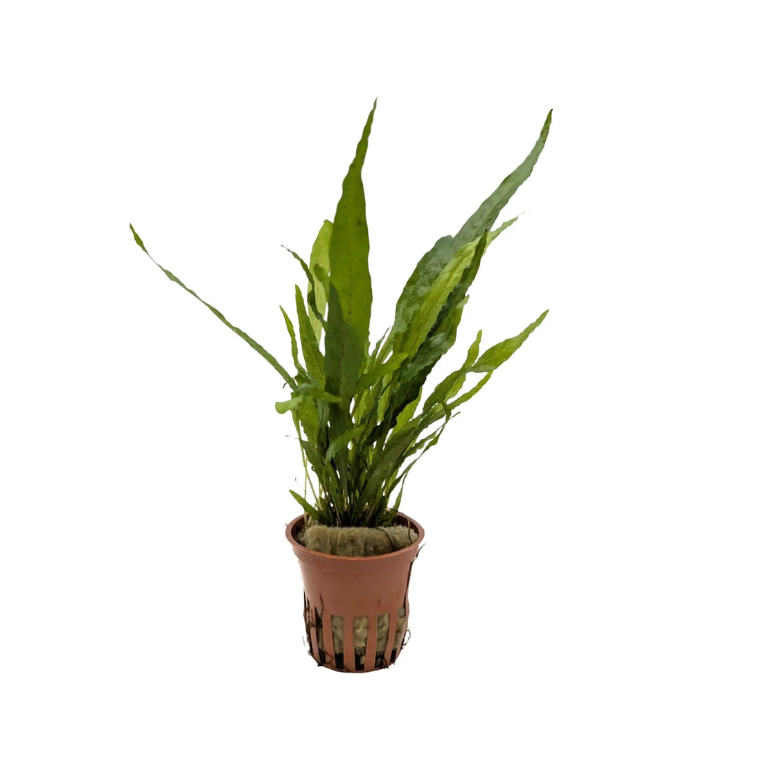 Microsorum pteropus (Java fern) Aquafleur