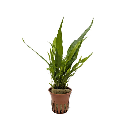 Microsorum pteropus (Java fern) Aquafleur