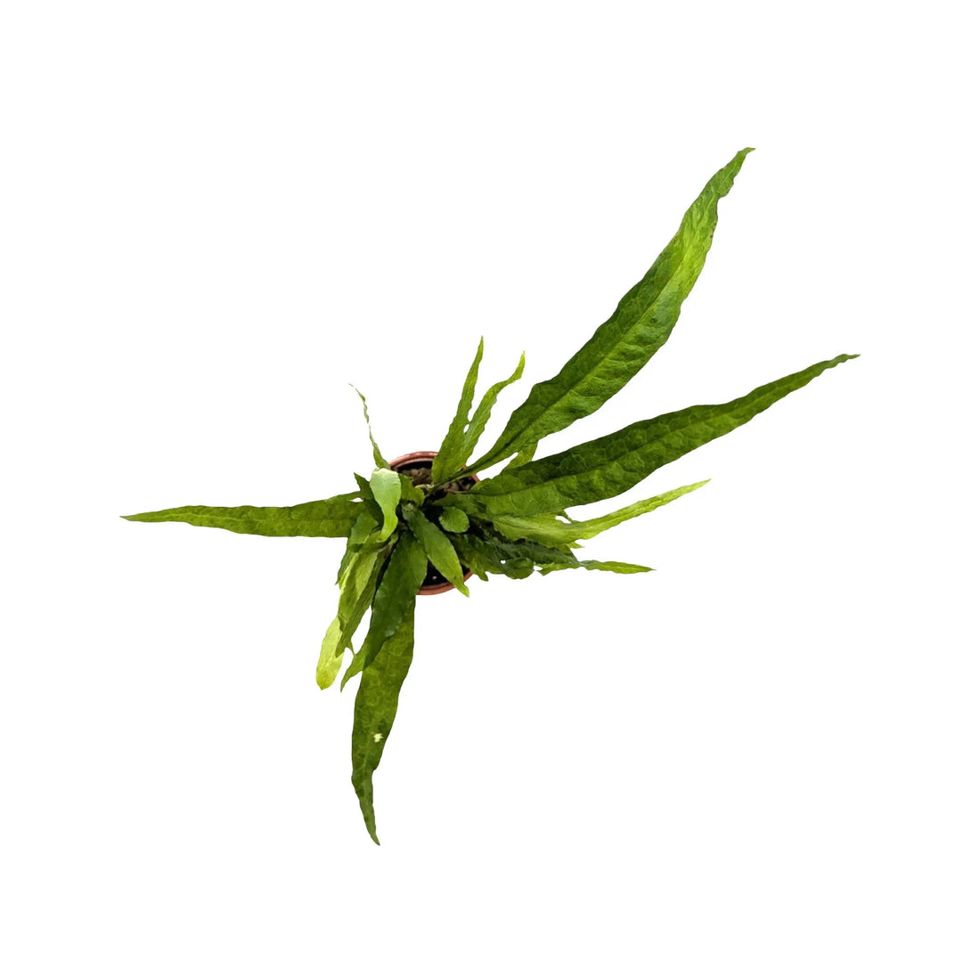 Microsorum pteropus (Java fern) Aquafleur