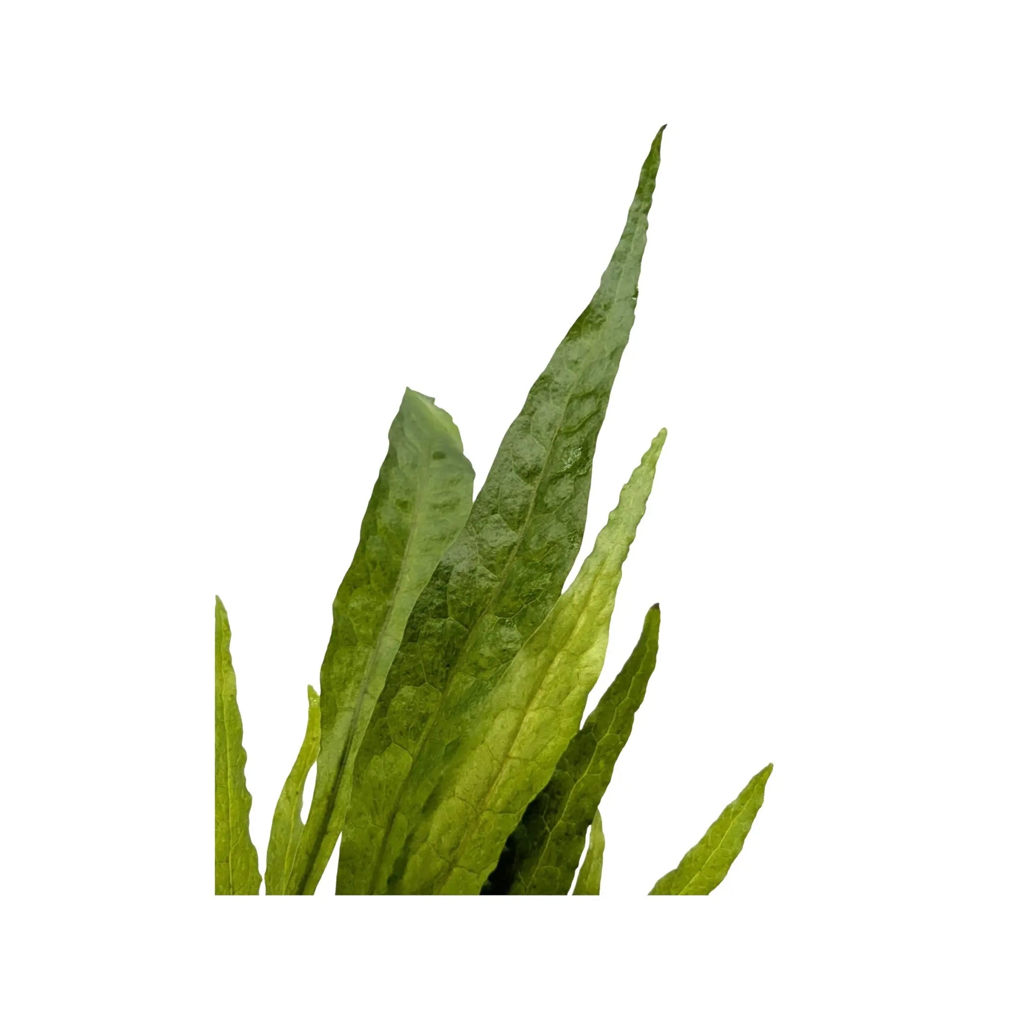 Microsorum pteropus (Java fern) Aquafleur