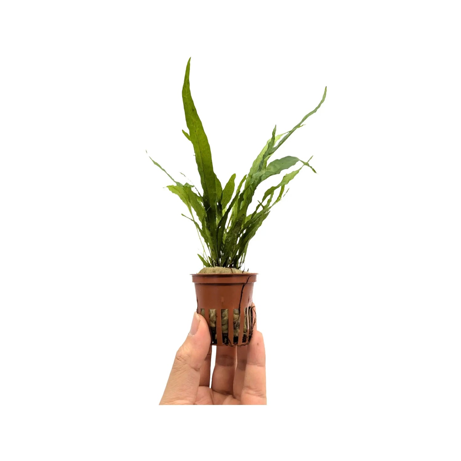 Microsorum pteropus (Java fern) Aquafleur