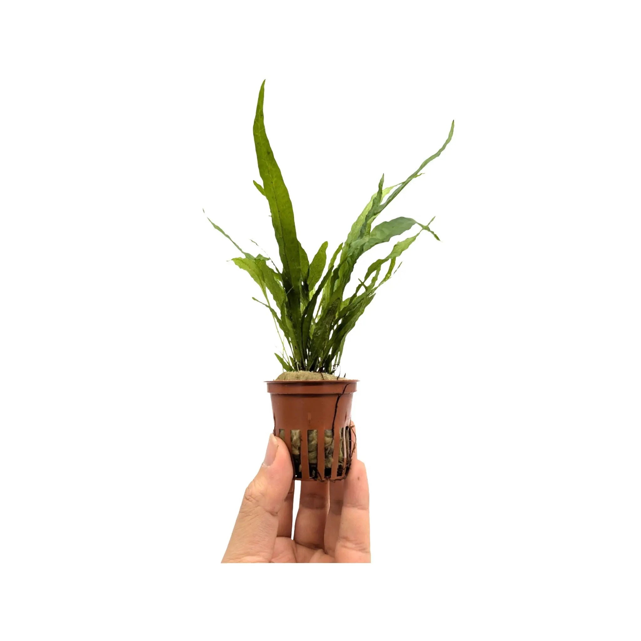 Microsorum pteropus (Java fern) Aquafleur