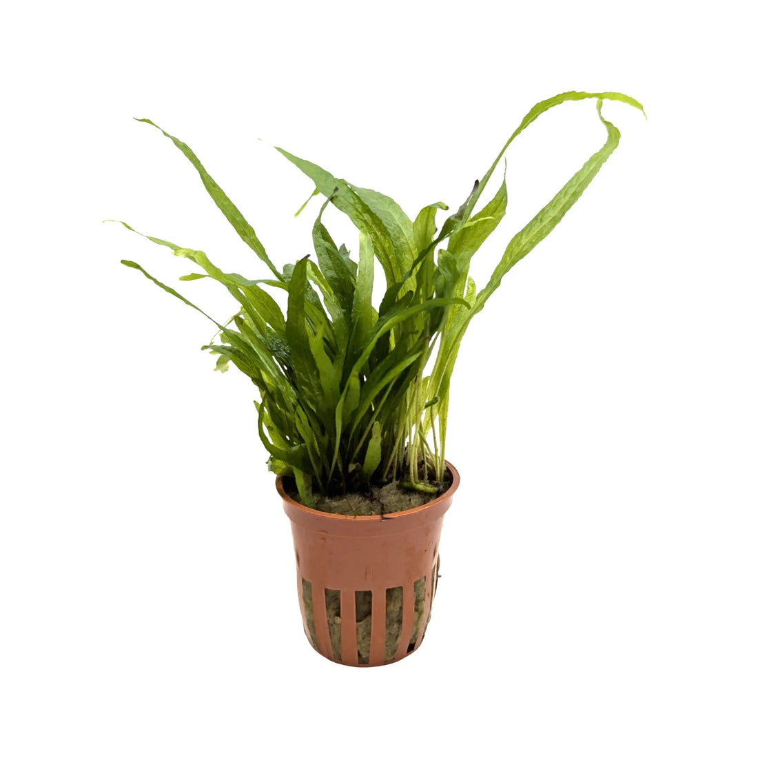 Microsorum pteropus narrow Tropica