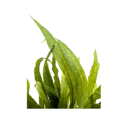 Microsorum pteropus narrow Tropica
