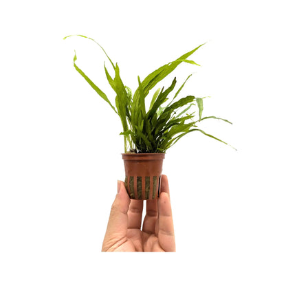 Microsorum pteropus narrow Tropica