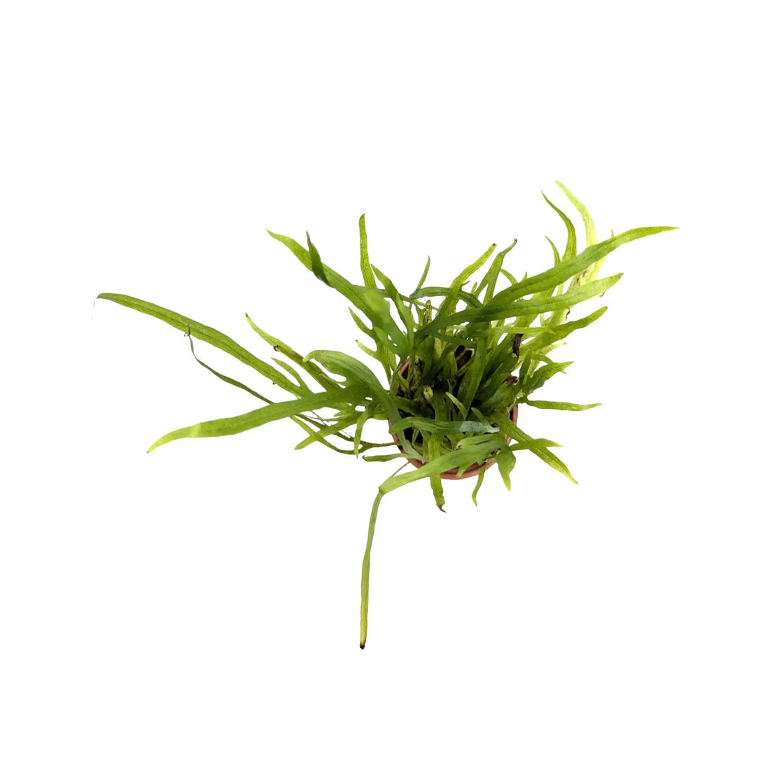 Microsorum pteropus trident Tropica
