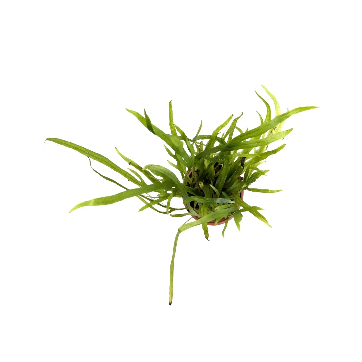 Microsorum pteropus trident Tropica