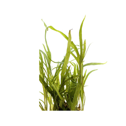Microsorum pteropus trident Tropica