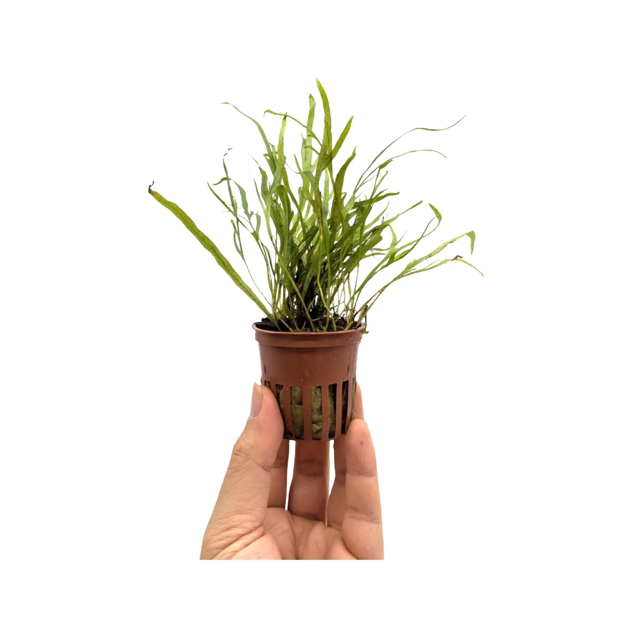 Microsorum pteropus trident Tropica
