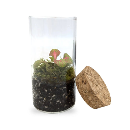 Mini Terrariums Aqua Essentials